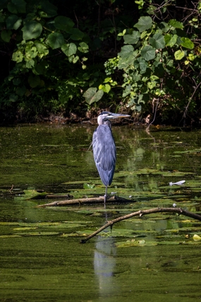 站立在水中央的大蓝鹭图片
